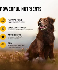 American Journey Active Life Formula Chicken, Brown Rice & Vegetables Recipe Dry Dog Food 6 American Journey Active Life Formula Chicken, Brown Rice & Vegetables Recipe Dry Dog Food -American Journey Sales 2024 109337 PT5. SY630 V1591794381