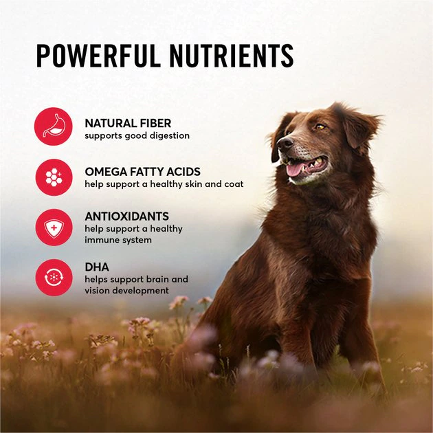 American Journey Active Life Formula Beef, Brown Rice & Vegetables Recipe Dry Dog Food, 4-lb bag American Journey Active Life Formula Beef, Brown Rice & Vegetables Recipe Dry Dog Food -American Journey Sales 2024 109349 PT5. SY630 V1593626785