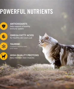 American Journey Chicken Recipe Grain-Free Dry Cat Food 5 American Journey Chicken Recipe Grain-Free Dry Cat Food -American Journey Sales 2024 131577 PT4. SY630 V1607383634