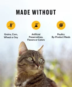 American Journey Chicken Recipe Grain-Free Dry Cat Food 7 American Journey Chicken Recipe Grain-Free Dry Cat Food -American Journey Sales 2024 131577 PT6. SY630 V1607393548