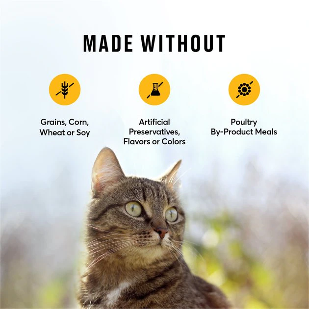 American Journey Chicken Recipe Grain-Free Dry Cat Food, 5-lb bag American Journey Chicken Recipe Grain-Free Dry Cat Food -American Journey Sales 2024 131577 PT6. SY630 V1607393548