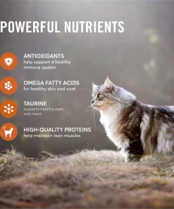 American Journey Turkey & Chicken Recipe Grain-Free Dry Cat Food -American Journey Sales 2024 131581 PT4. SY630 V1607385124