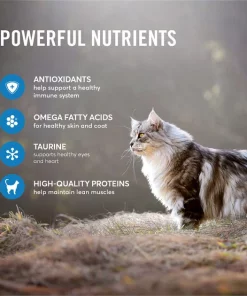 American Journey Salmon Recipe Grain-Free Dry Cat Food -American Journey Sales 2024 131587 PT4. SY630 V1607392042