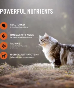 American Journey Pate Turkey Recipe Grain-Free Canned Cat Food 5 American Journey Pate Turkey Recipe Grain-Free Canned Cat Food -American Journey Sales 2024 133905 PT3. SY630 V1626382881