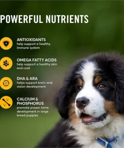 American Journey Large Breed Puppy Chicken & Sweet Potato Recipe Grain-Free Dry Dog Food 6 American Journey Large Breed Puppy Chicken & Sweet Potato Recipe Grain-Free Dry Dog Food -American Journey Sales 2024 151816 PT4. SY630 V1607143036