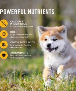 American Journey Active Life Formula Puppy Chicken, Brown Rice & Vegetables Recipe Dog Food 6 American Journey Active Life Formula Puppy Chicken, Brown Rice & Vegetables Recipe Dog Food -American Journey Sales 2024 151822 PT5. SY630 V1594222559