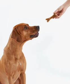 American Journey Large Grain-Free Original Dental Dog Treats -American Journey Sales 2024 213564 PT8. SY630 V1600465627