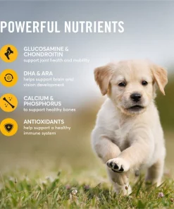 American Journey Active Life Formula Large Breed Puppy Chicken, Brown Rice & Vegetables Recipe Dry Dog Food, 28-lb bag 5 American Journey Active Life Formula Large Breed Puppy Chicken, Brown Rice & Vegetables Recipe Dry Dog Food, 28-lb bag -American Journey Sales 2024 214833 PT4. SY630 V1594319758