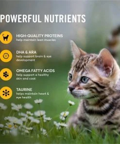 American Journey Kitten Pate Chicken Recipe Grain-Free Canned Cat Food, 3-oz, case of 24 6 American Journey Kitten Pate Chicken Recipe Grain-Free Canned Cat Food, 3-oz, case of 24 -American Journey Sales 2024 242872 PT4. SY630 V1608265657