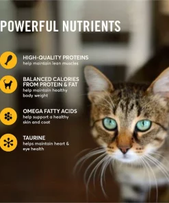 American Journey Indoor Pate Chicken Recipe Grain-Free Canned Cat Food, 5.5-oz, case of 24 -American Journey Sales 2024 242876 PT4. SY630 V1608271334