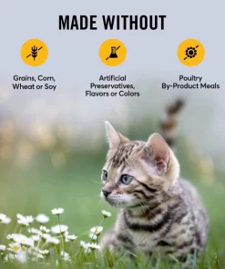 American Journey Kitten Chicken Recipe Grain-Free Dry Cat Food, 5-lb bag -American Journey Sales 2024 243722 PT6. SY630 V1611089510
