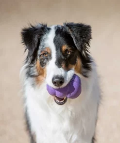 American Journey||KONG American Journey Senior Chicken & Sweet Potato Recipe Grain-Free Dry Food + KONG Senior Dog Toy, Large 17 American Journey||KONG American Journey Senior Chicken & Sweet Potato Recipe Grain-Free Dry Food + KONG Senior Dog Toy, Large -American Journey Sales 2024 302324 PT7. SY630 V1623054741