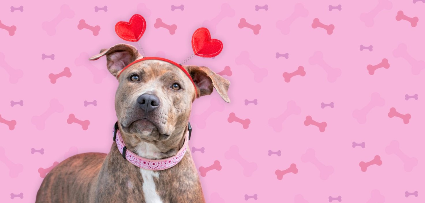 Gazebo Parts Direct Sales Store -American Journey Sales 2024 Dingtalk 20240603152304